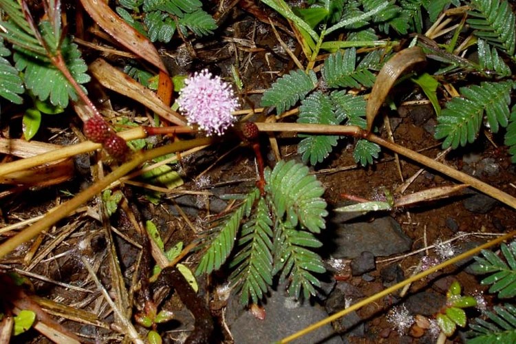 Memosa putica is considered as a weed. But this plant has an excellent ability to fix nitrogen from the air